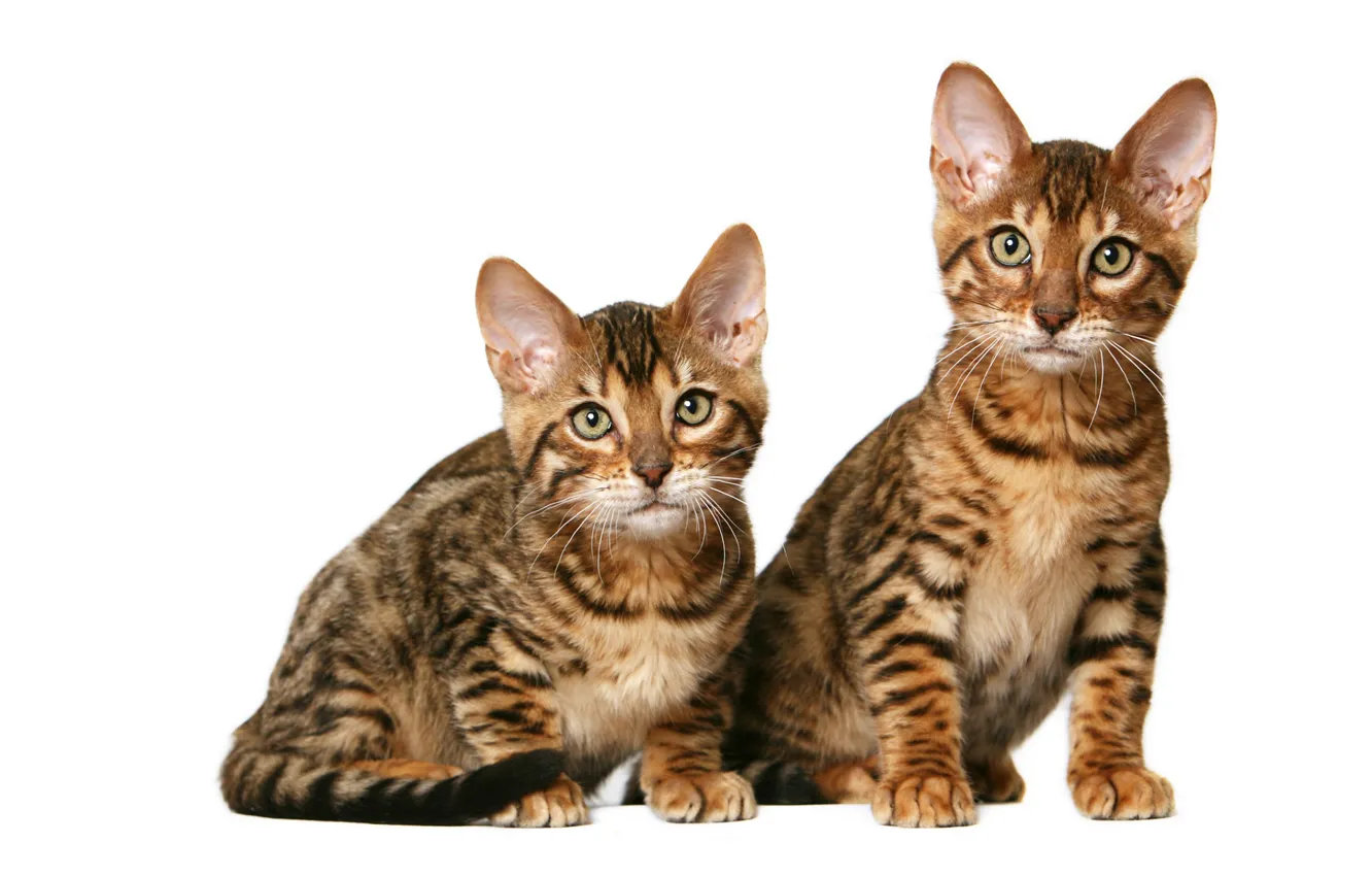 Photo wallpaper kittens, Duo, California Shorthair