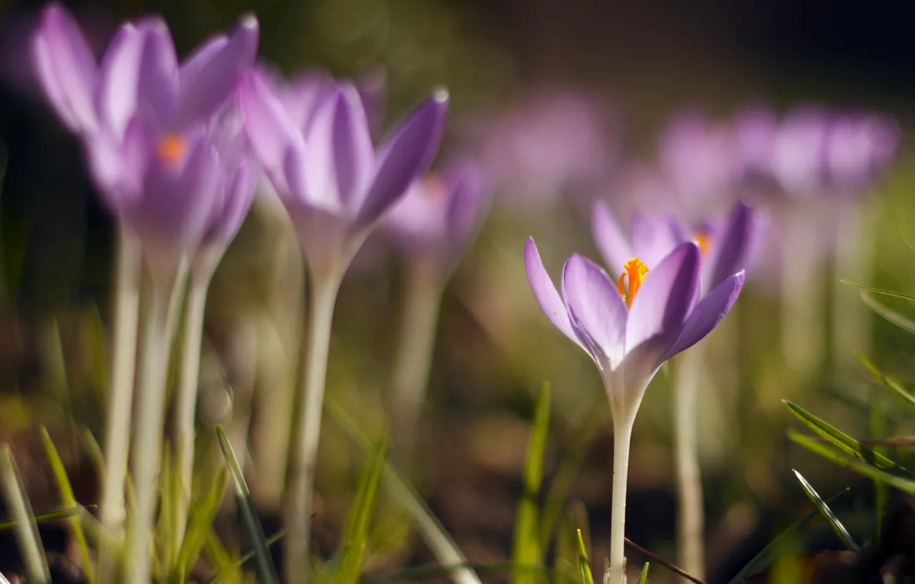 Photo wallpaper grass, macro, glare, spring, petals, blur, crocuses, lilac