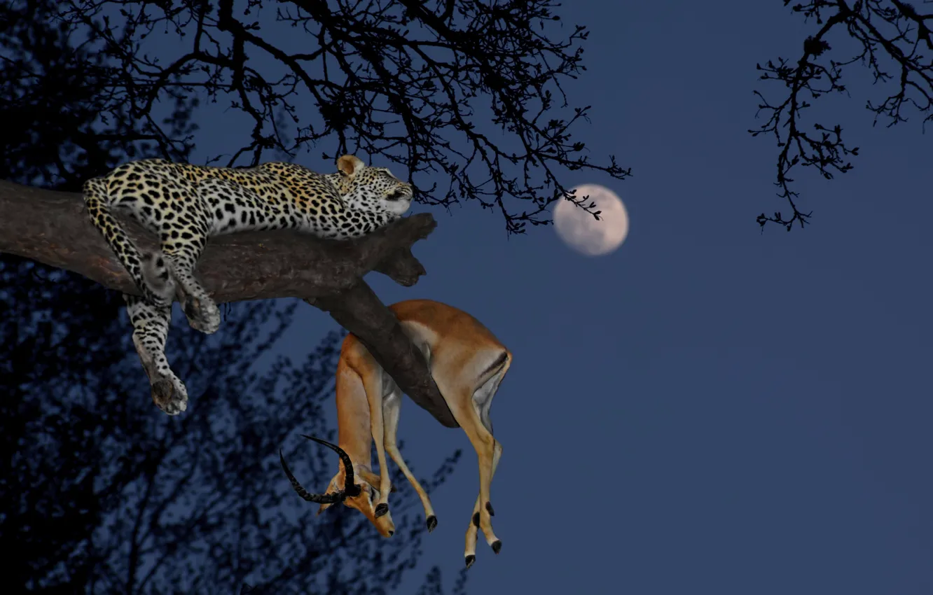 Photo wallpaper Leopard, Tree, Night, The moon, Predator, Mining, Big cat, Serengeti national Park