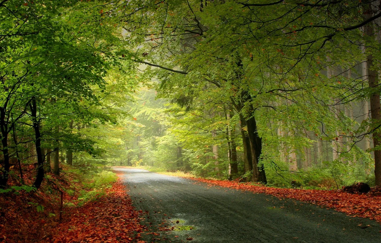 Photo wallpaper road, autumn, forest