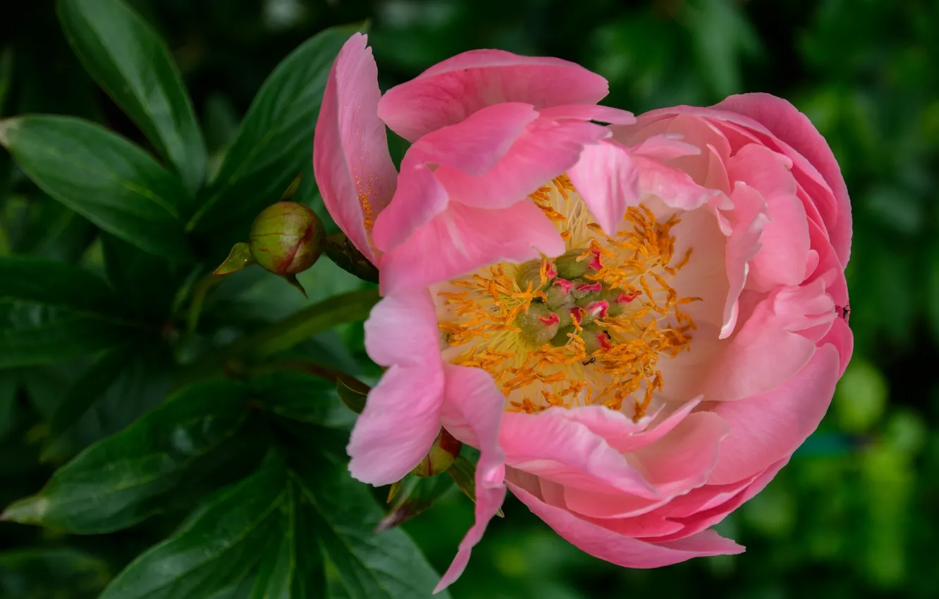 Photo wallpaper macro, pink, peonies