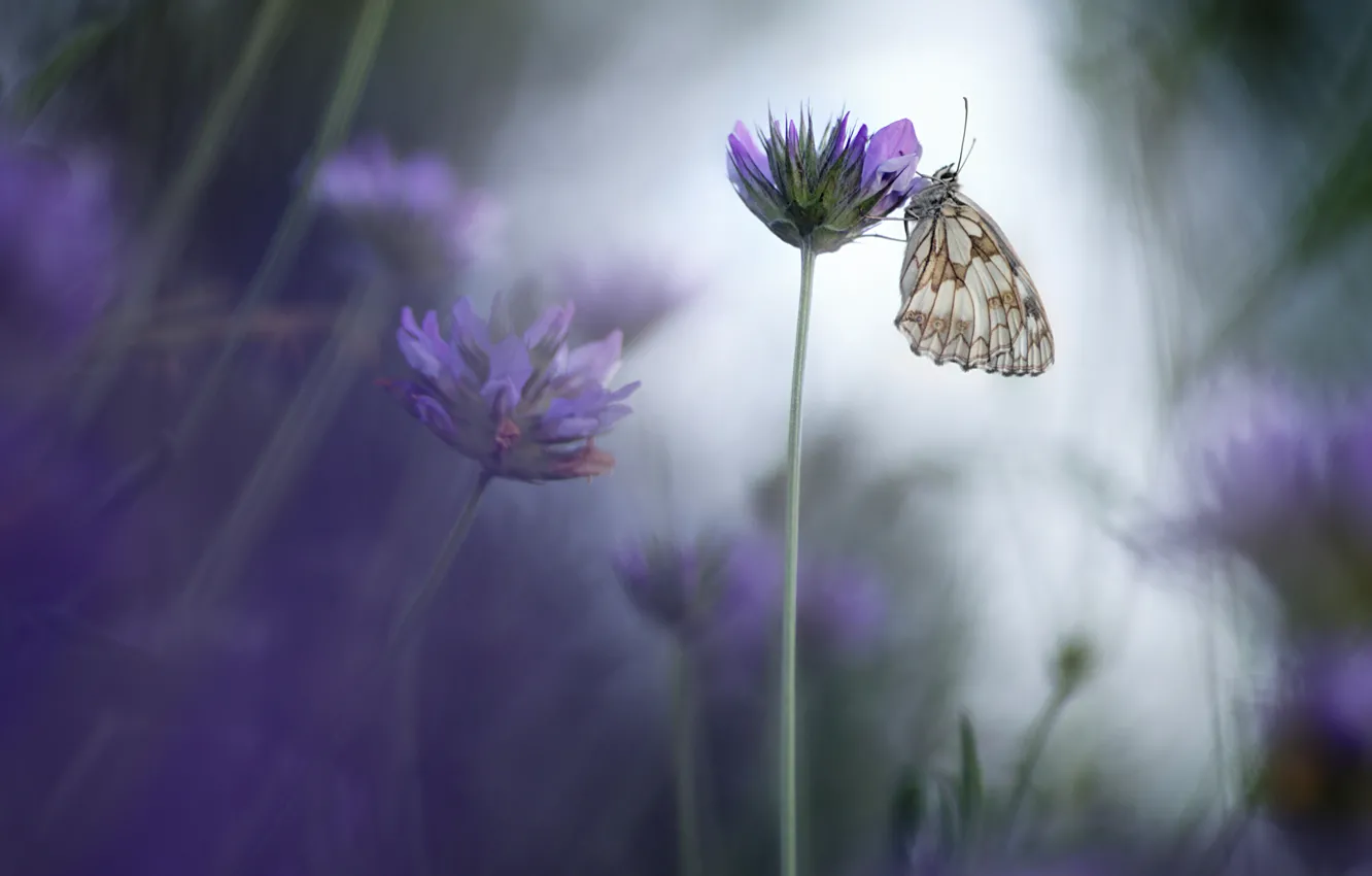 Photo wallpaper flowers, lilac, butterfly, meadow, Wallpaper from lolita777