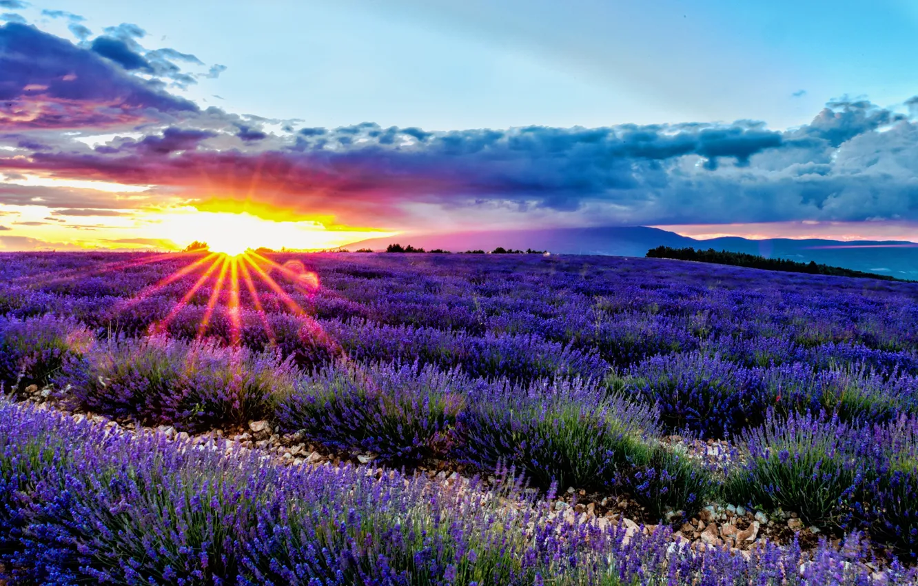 Photo wallpaper field, sunrise, dawn, France, France, lavender, Provence, Divans