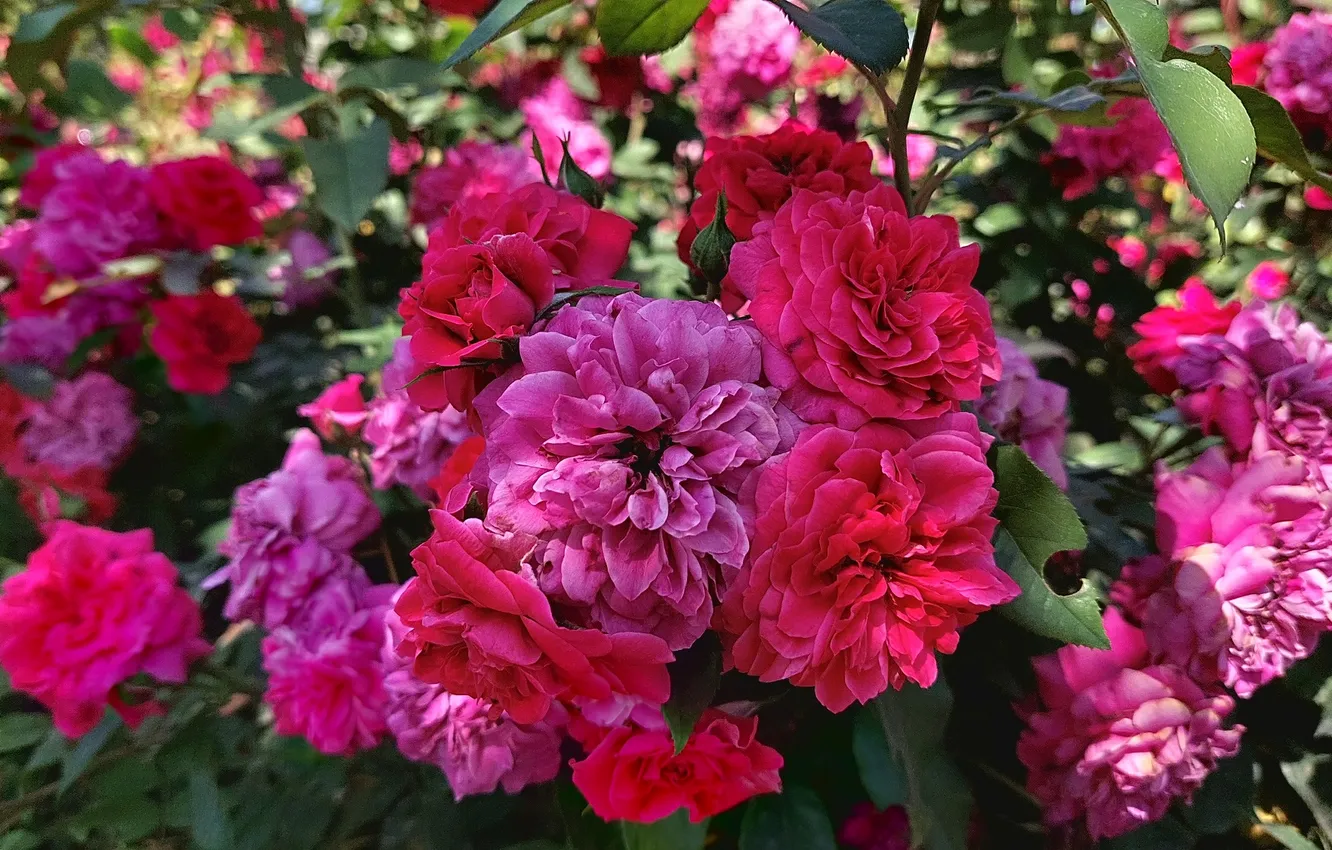 Photo wallpaper flowers, roses, the bushes, flowers, roses, bush, summer 2024, summer 2024