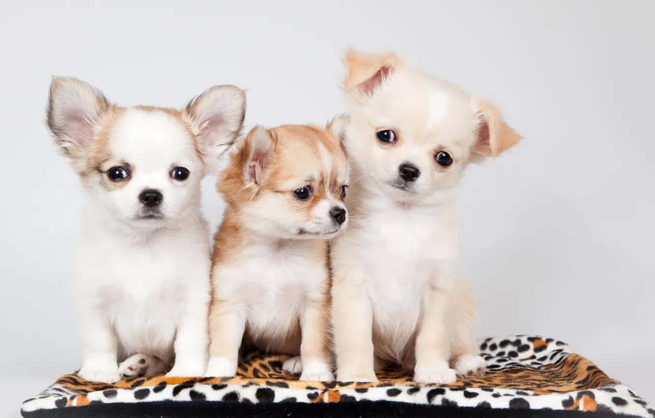 Photo wallpaper background, each, dog