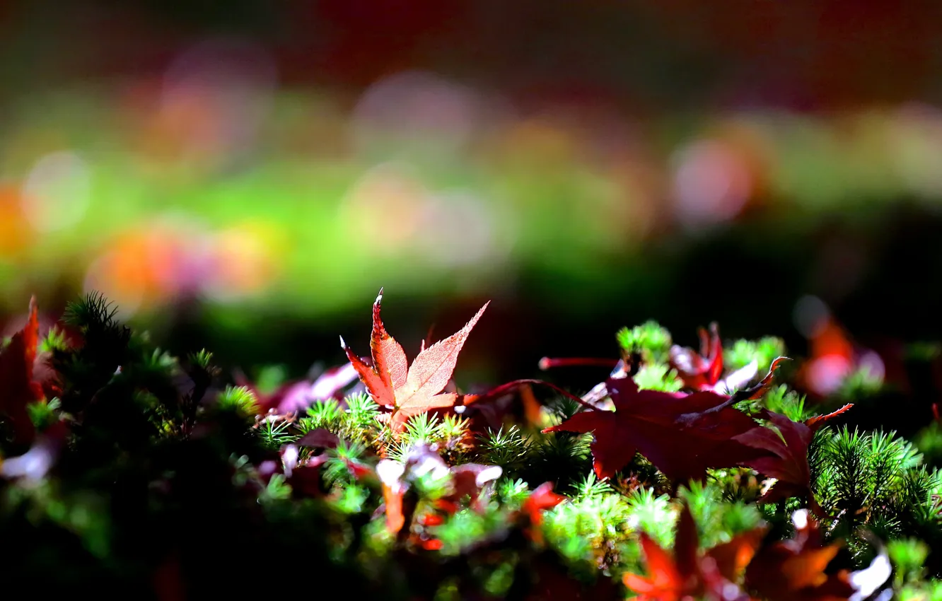 Photo wallpaper grass, leaves, fallen, maple, bokeh, autumn
