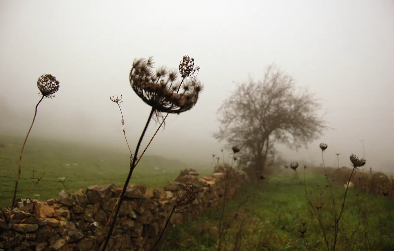 Photo wallpaper grass, trees, fog, the fence