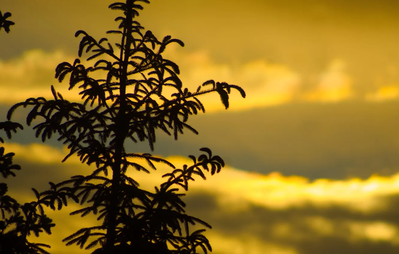Photo wallpaper dark, sky, tree