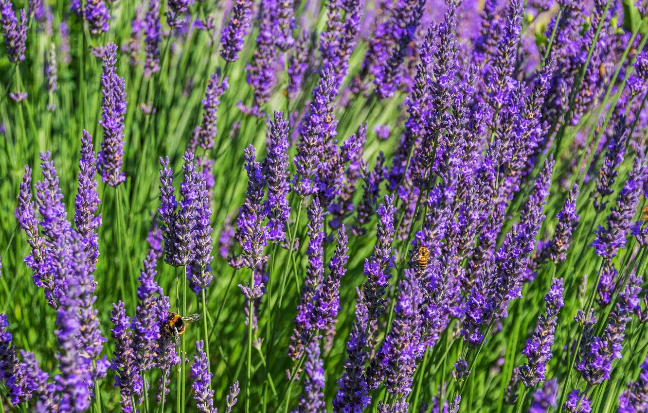 Photo wallpaper summer, flowers, bee, bumblebee, lavender, lilac