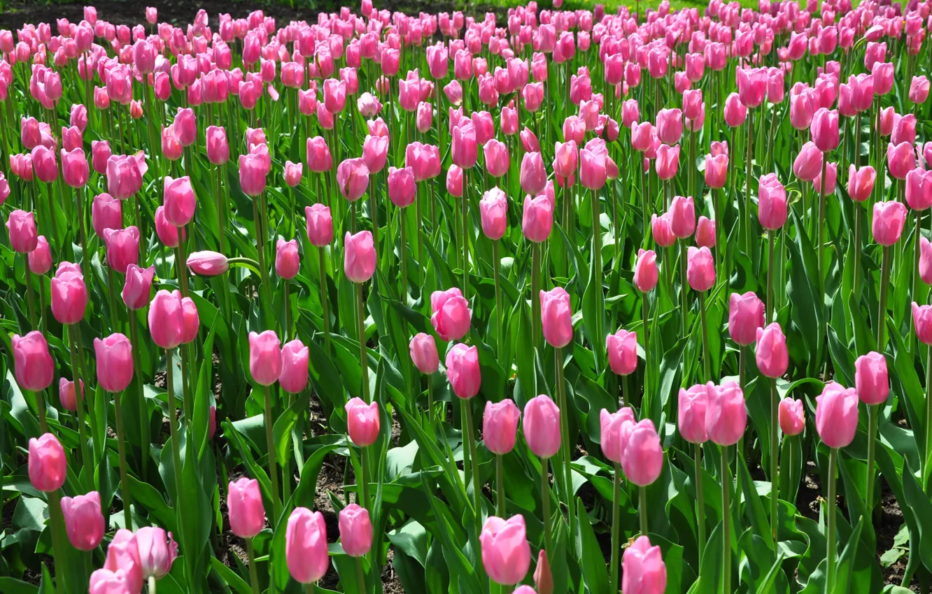 Photo wallpaper spring, tulips, pink, pink tulips