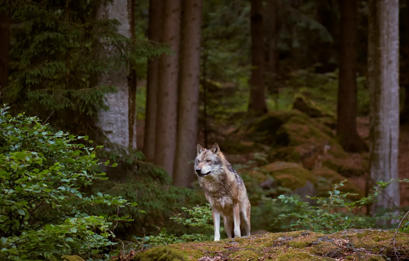 Photo wallpaper look, trees, wolf, forest