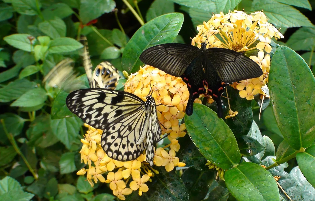 Photo wallpaper flowers, macro, butterfly, wings, beautiful, closeup