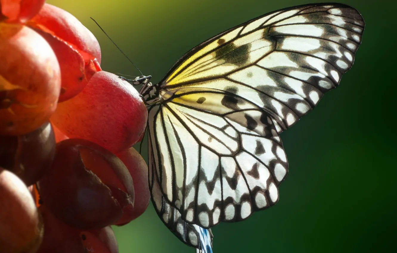 Photo wallpaper summer, nature, butterfly, grapes, nasekomoe