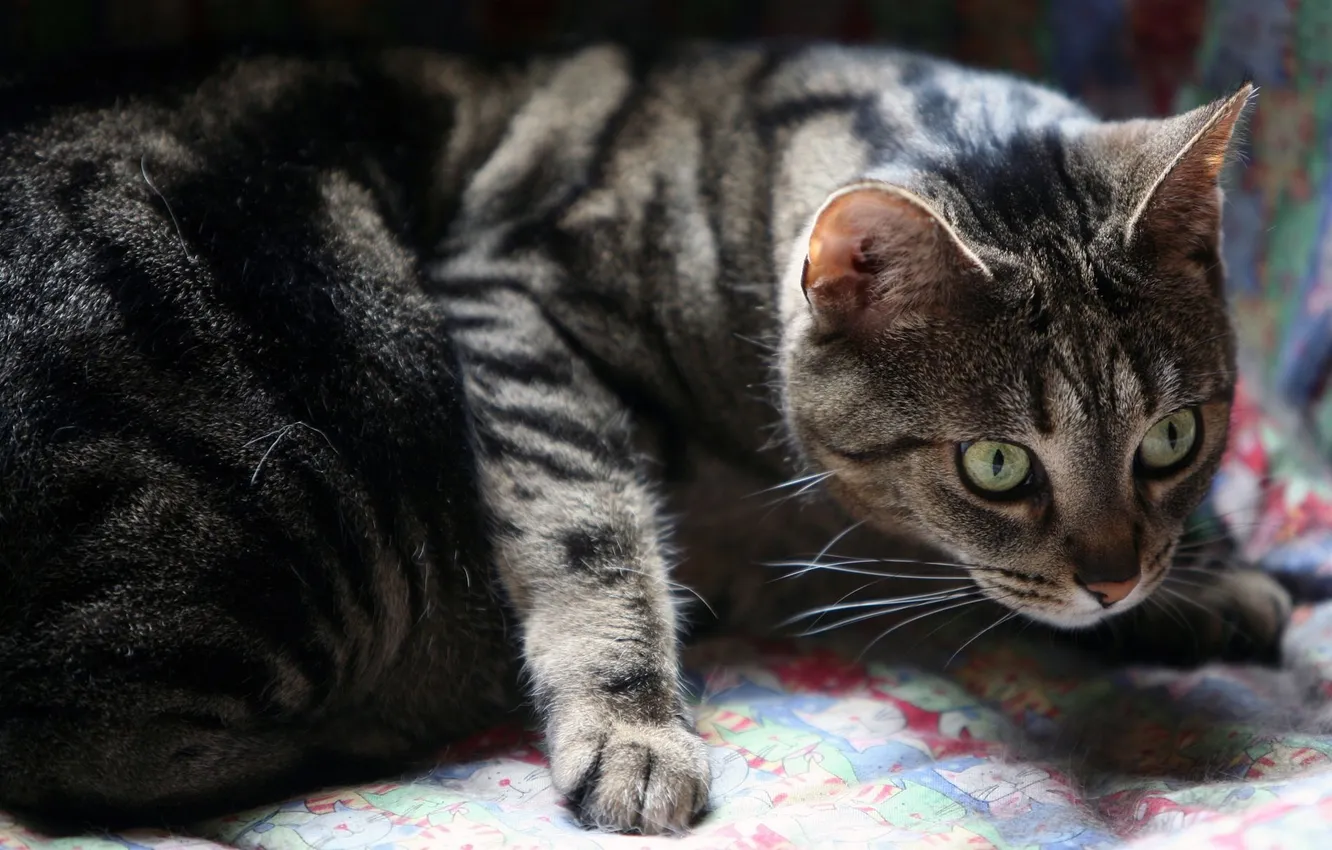 Photo wallpaper cat, cat, grey, looks