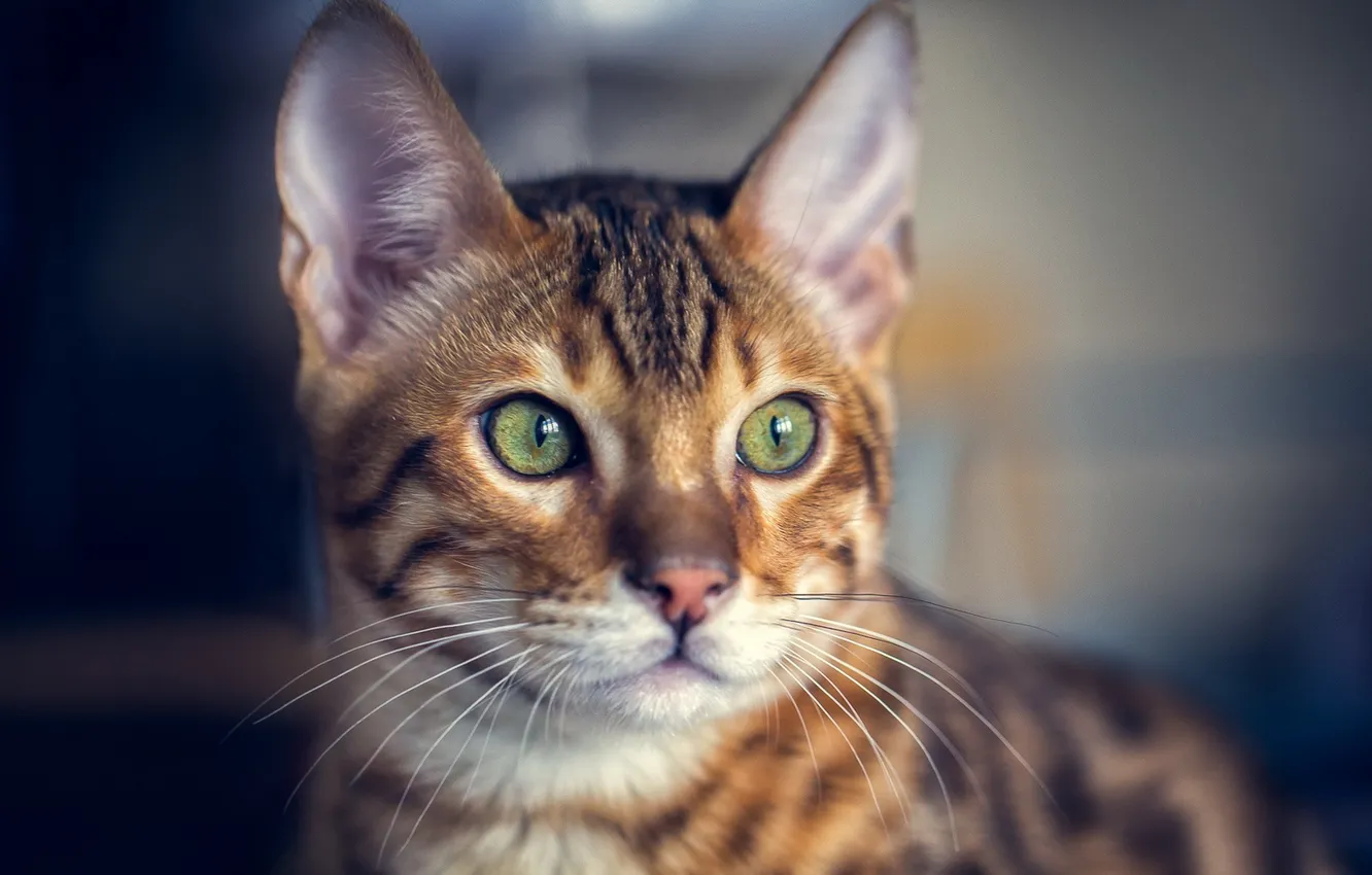 Photo wallpaper cat, mustache, look, background, ears