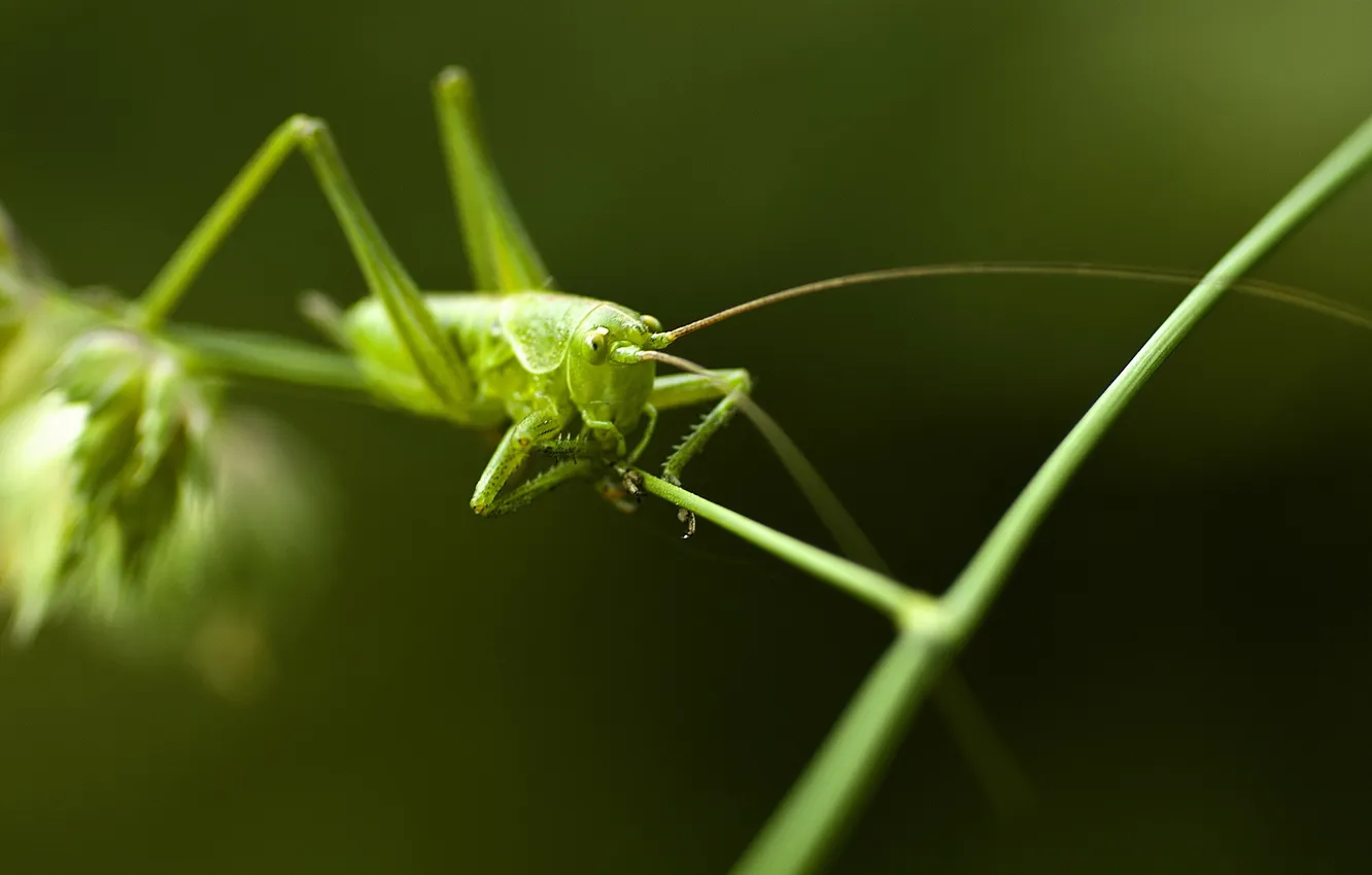 Photo wallpaper flowers, nature, grasshopper