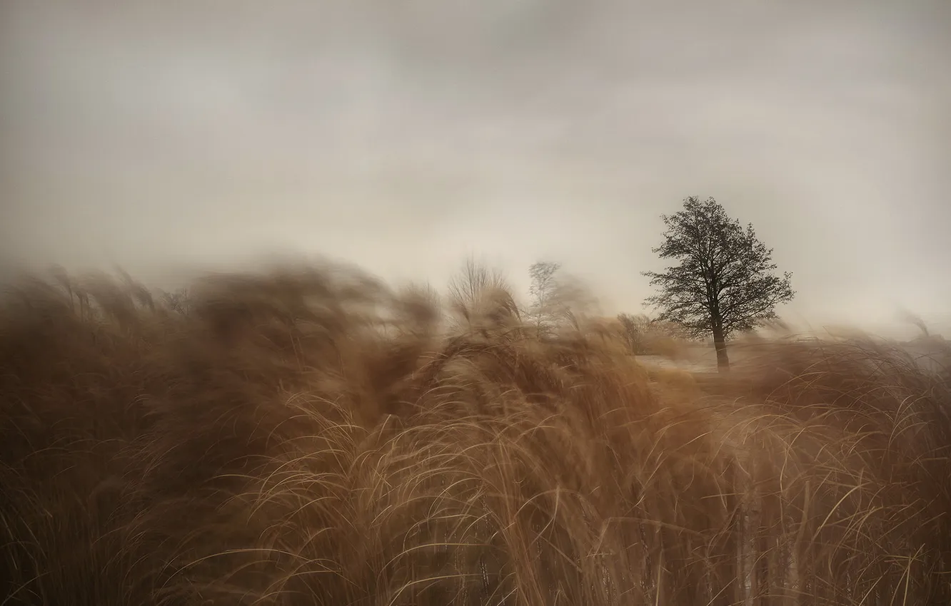 Photo wallpaper field, grass, tree, the wind