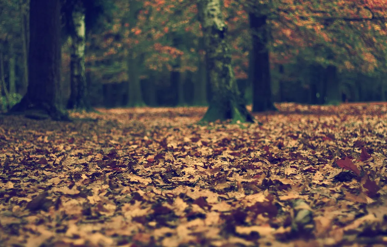 Photo wallpaper autumn, forest, leaves, Nature