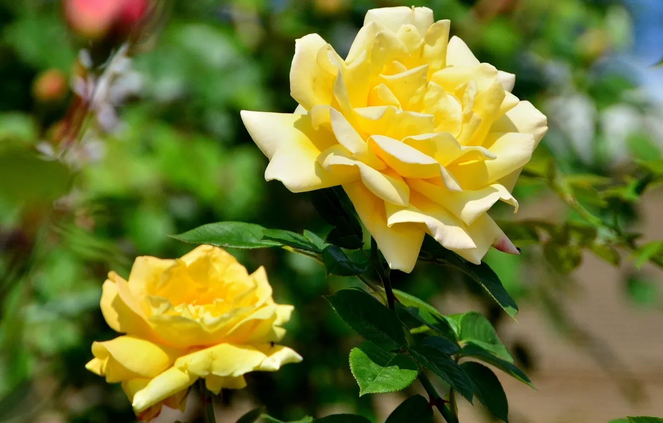 Photo wallpaper rose, petals, yellow
