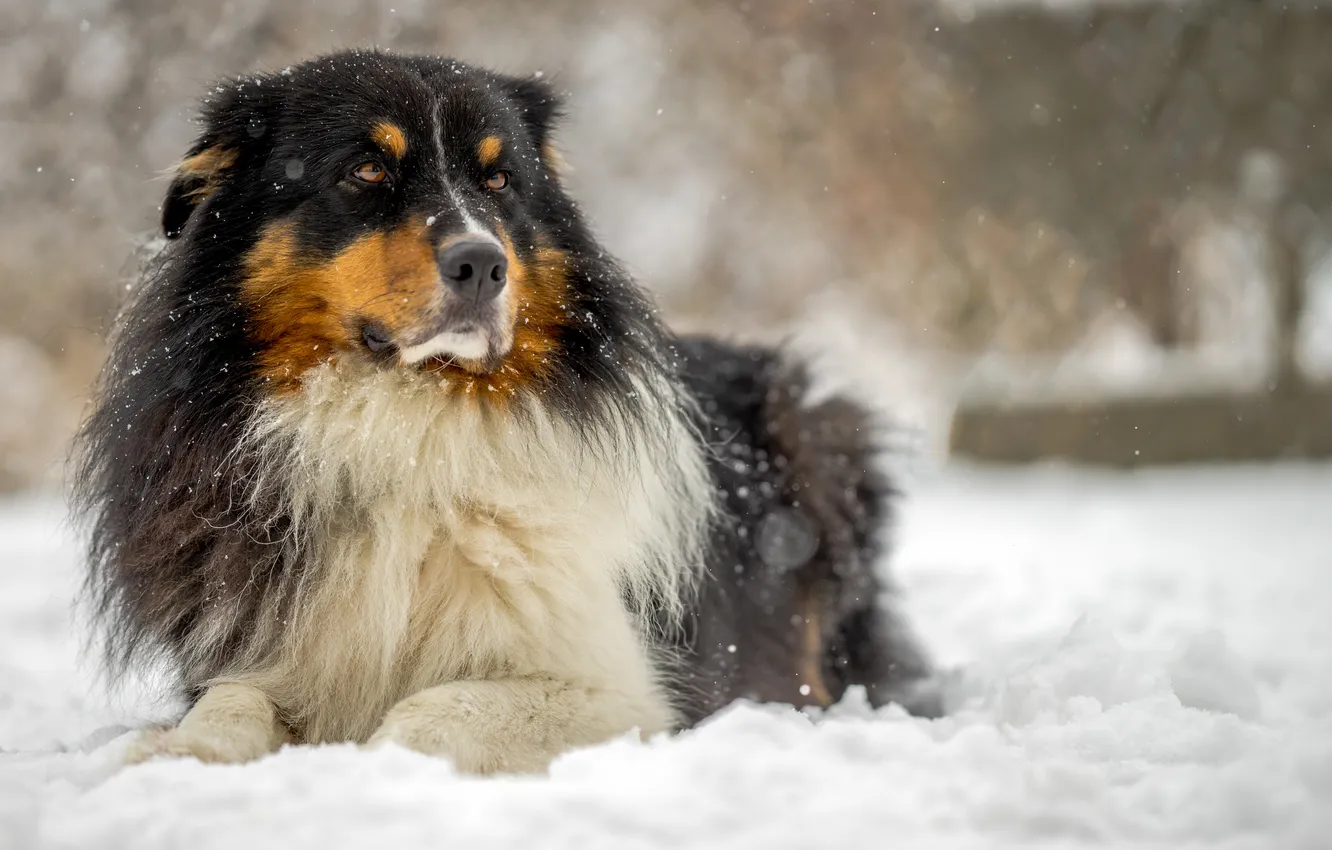 Photo wallpaper look, each, dog