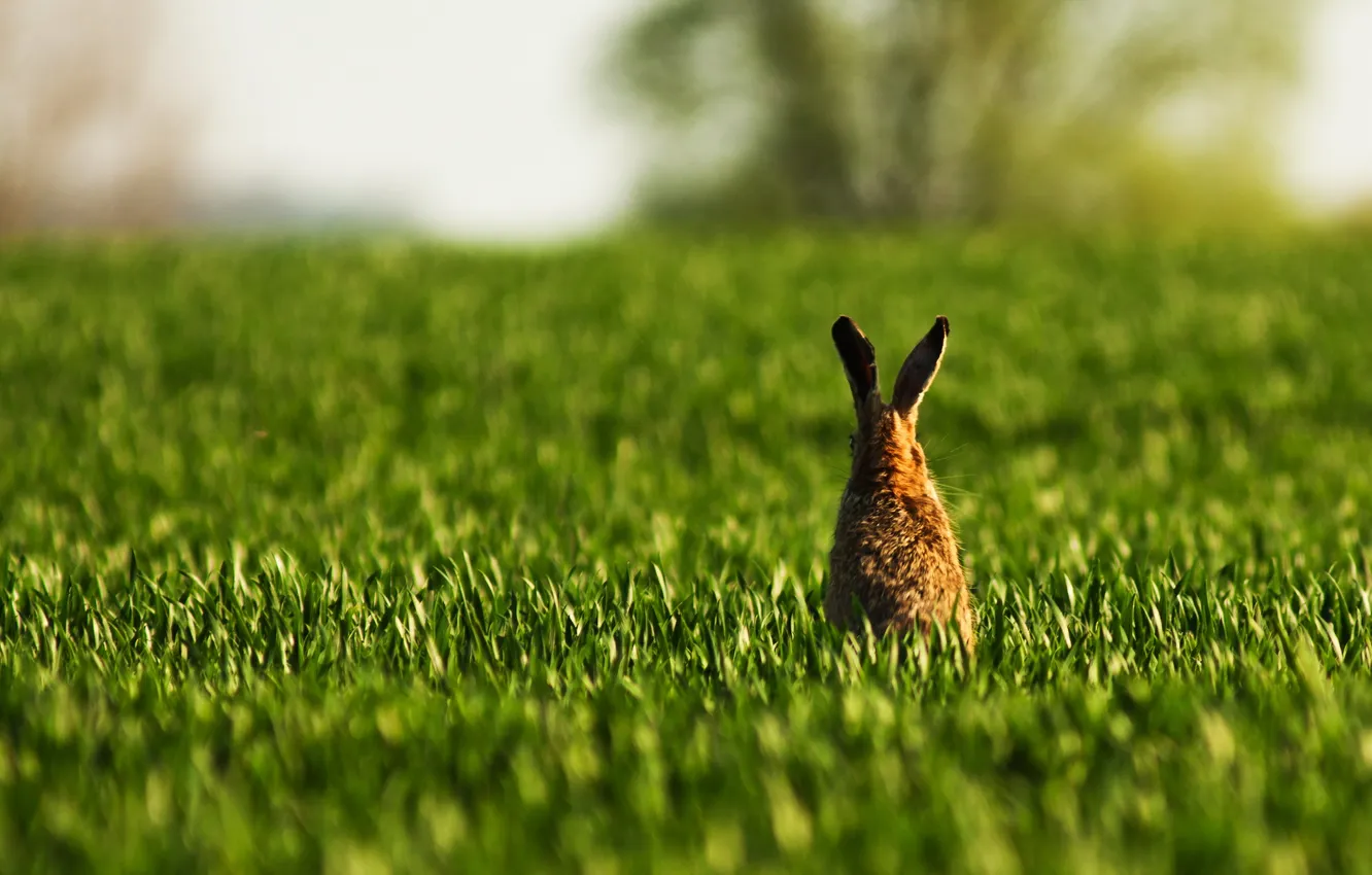 Photo wallpaper field, grass, hare