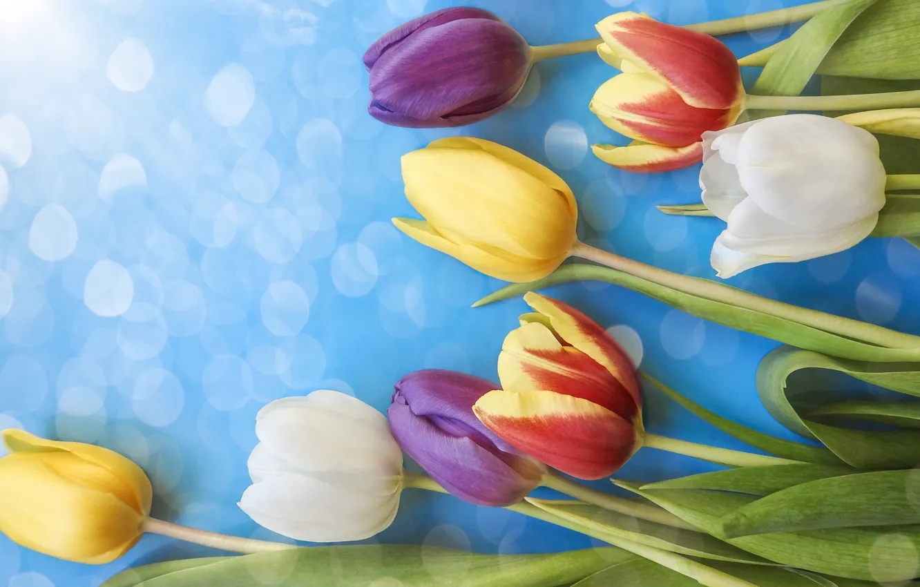Photo wallpaper flowers, colorful, tulips, fresh, flowers, beautiful, tulips, spring