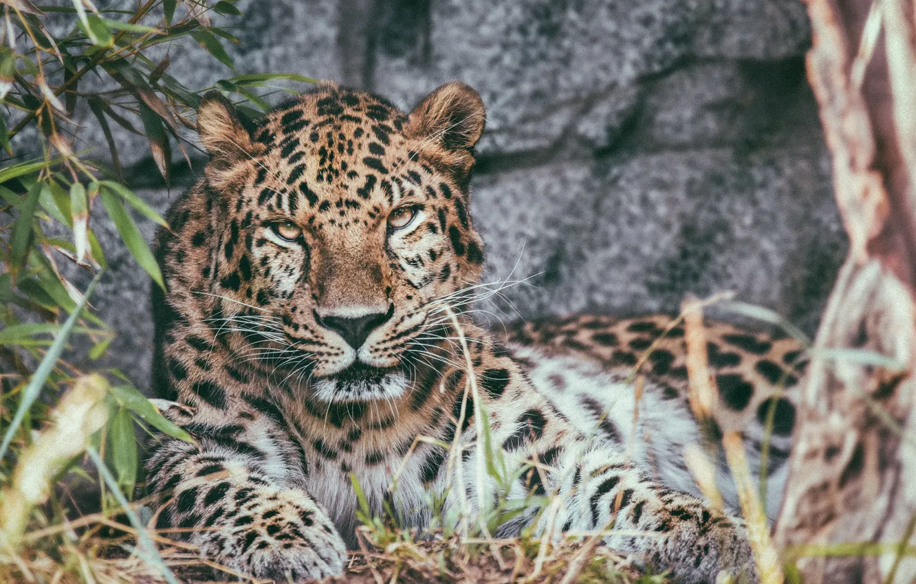 Photo wallpaper stay, predator, leopard
