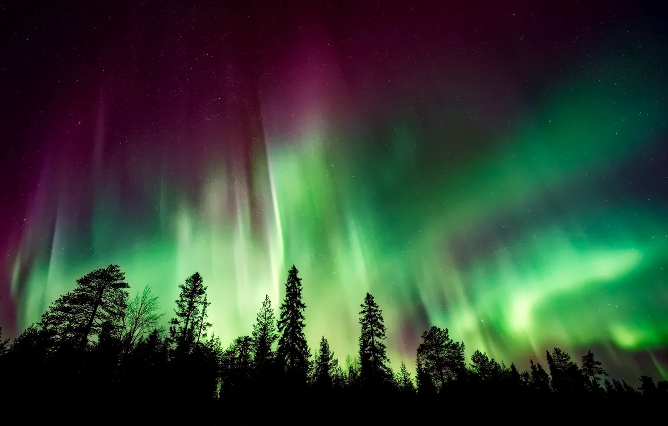 Photo wallpaper forest, the sky, trees, night, Northern lights, silhouettes