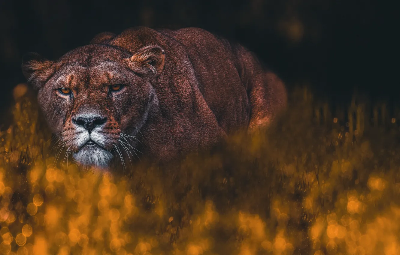 Photo wallpaper look, face, pose, the dark background, lioness, bokeh, photoart