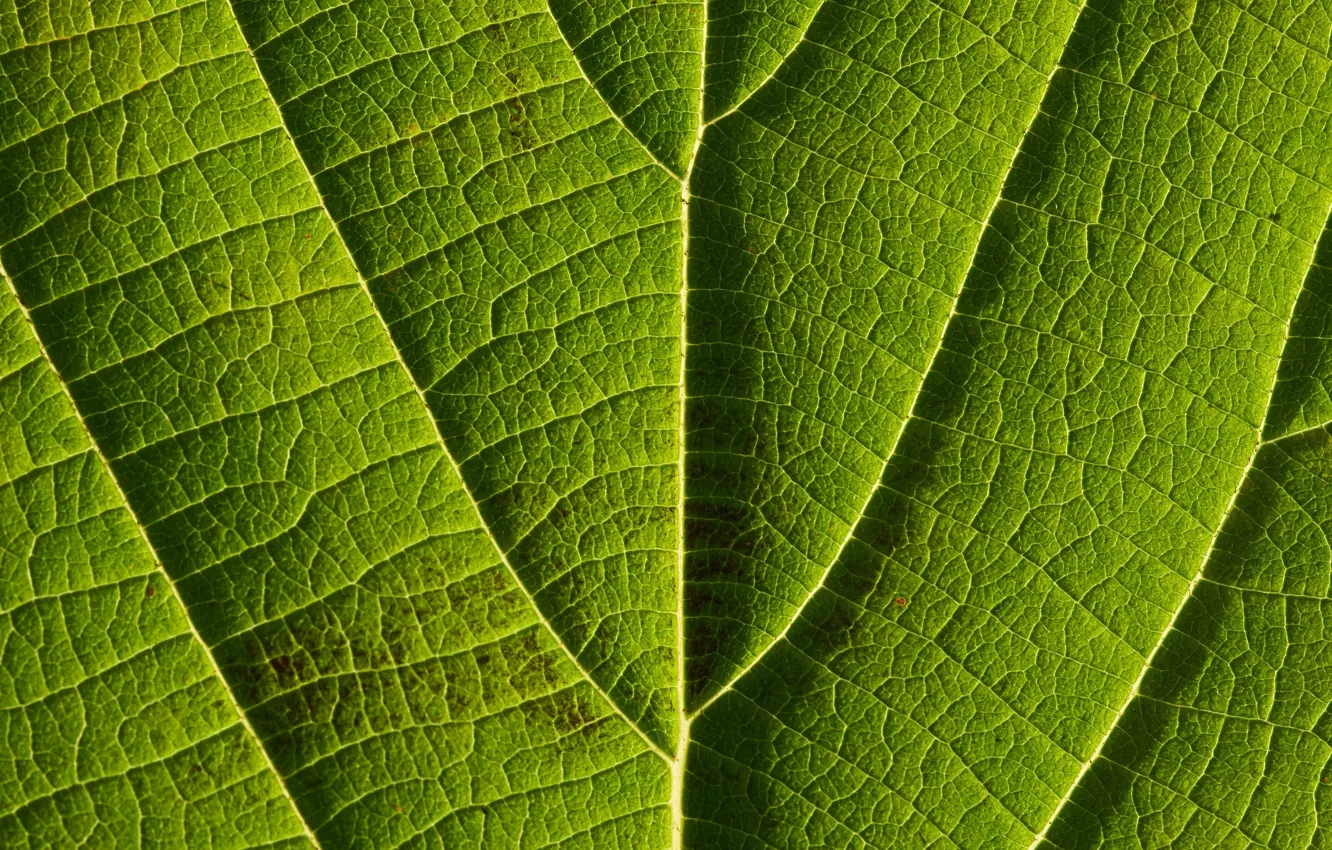 Photo wallpaper macro, sheet, veins