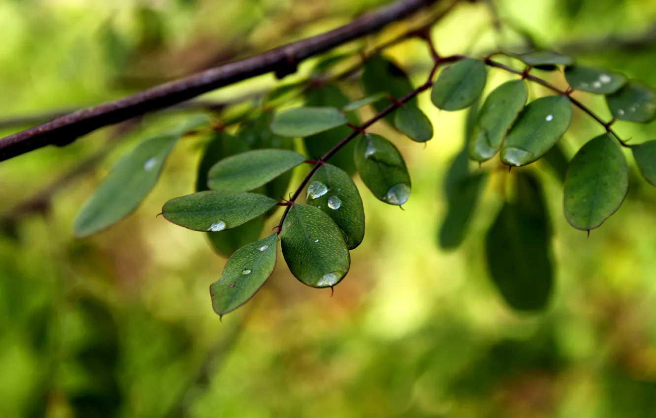 Photo wallpaper leaves, water, drops, macro, branches, green, Rosa, background