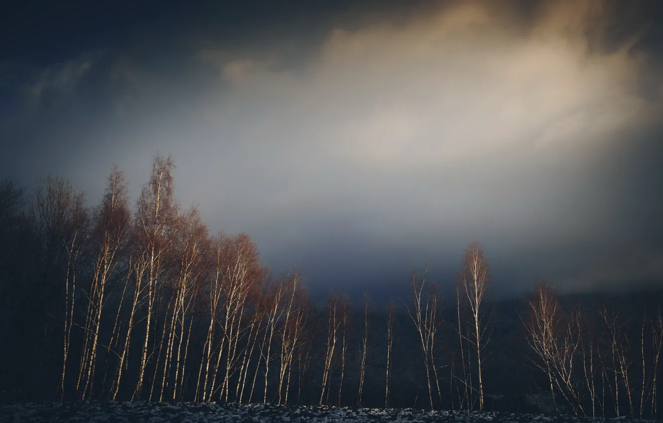 Photo wallpaper trees, night, fog