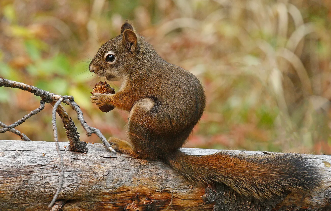Photo wallpaper tail, squirrel, rodent, red squirrel