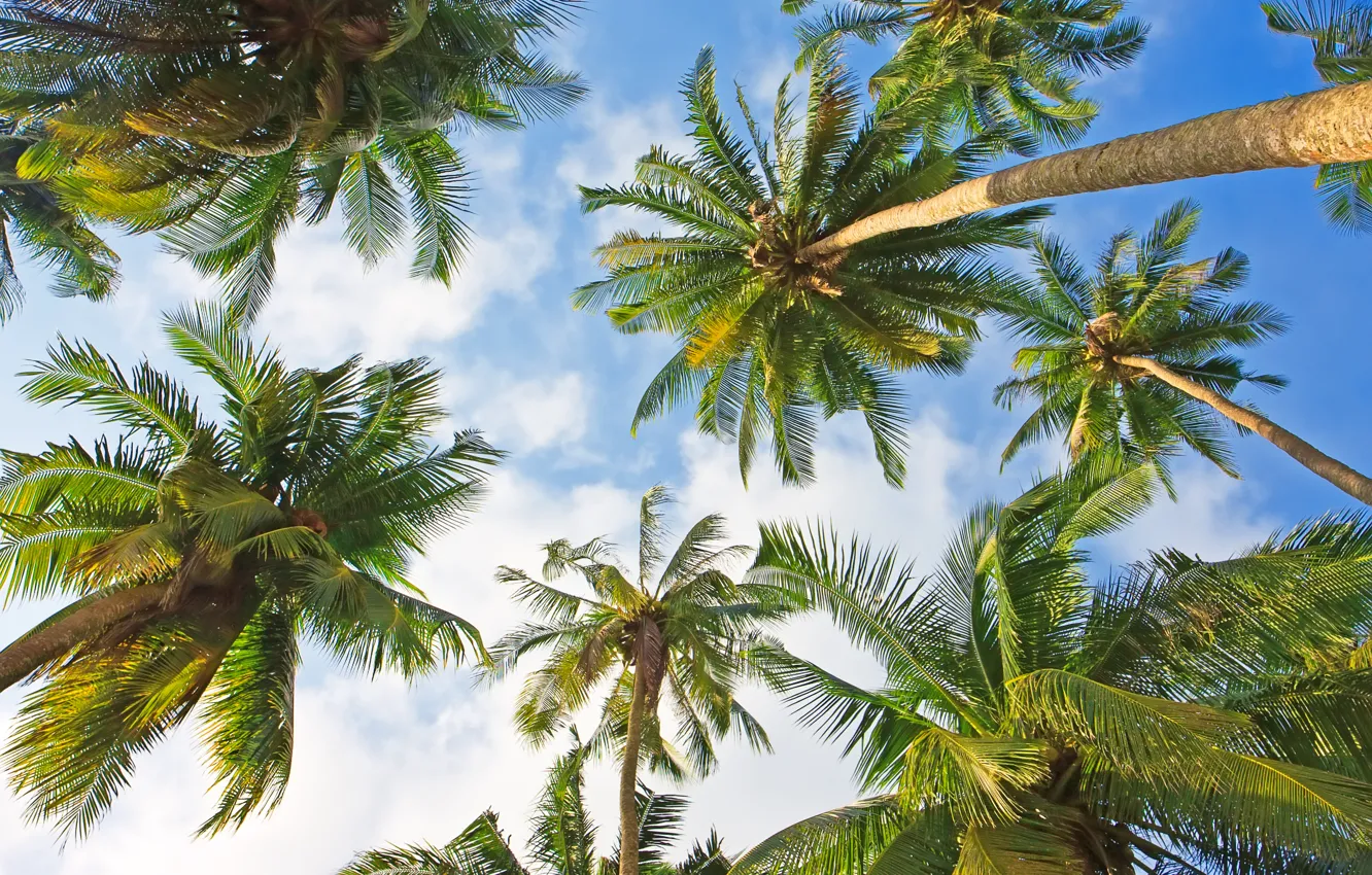 Photo wallpaper the sky, palm trees, background, crown