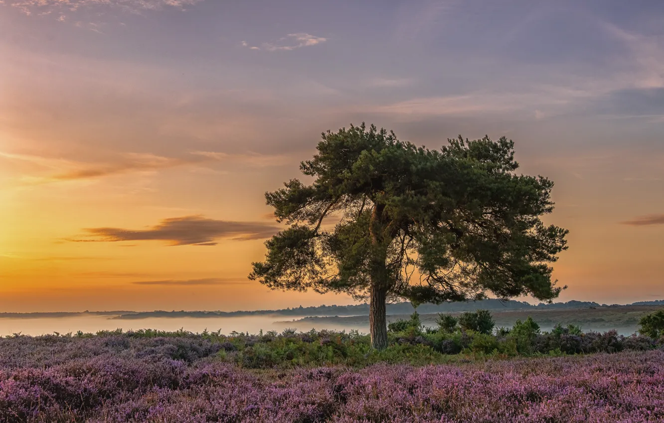Photo wallpaper field, trees, sunset