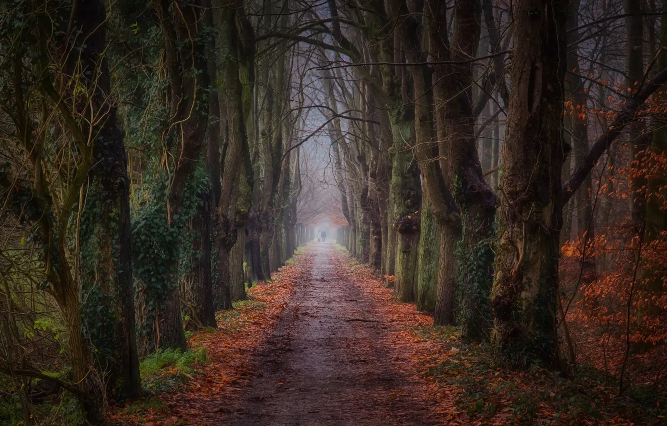 Photo wallpaper road, forest, landscape, nature, beauty