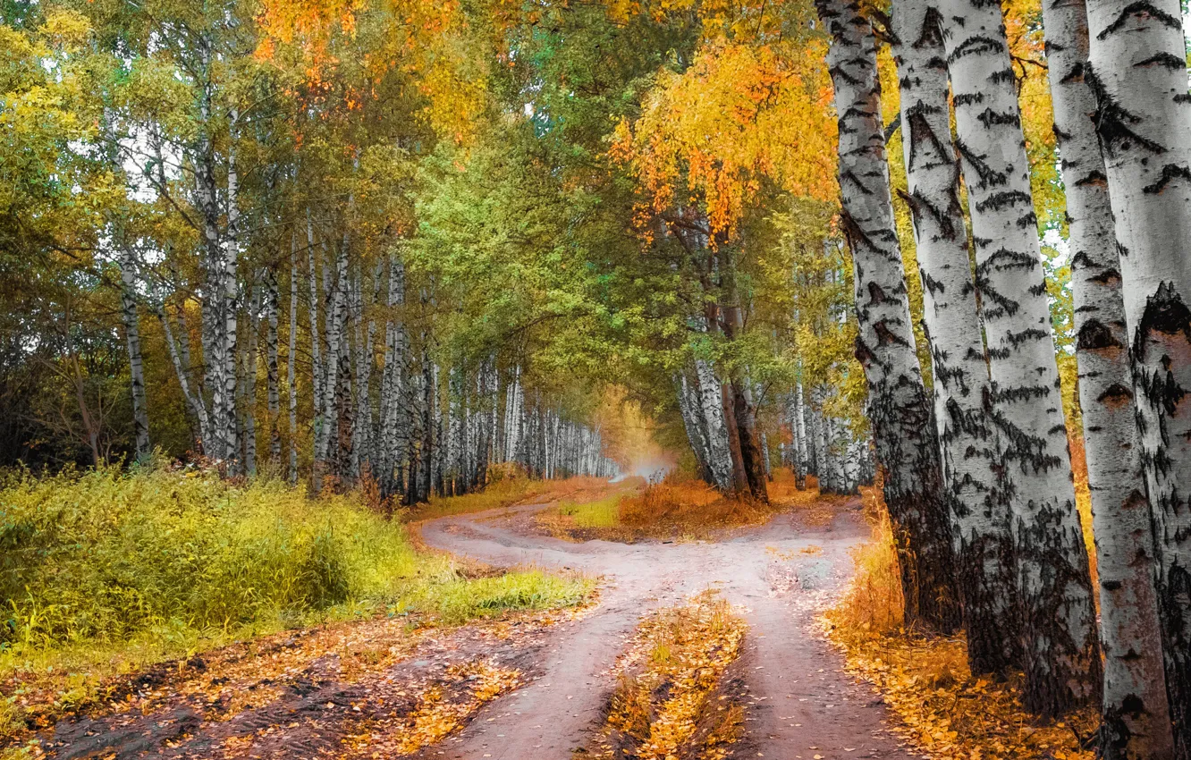 Photo wallpaper road, autumn, forest, trees, landscape, nature, birch, grove