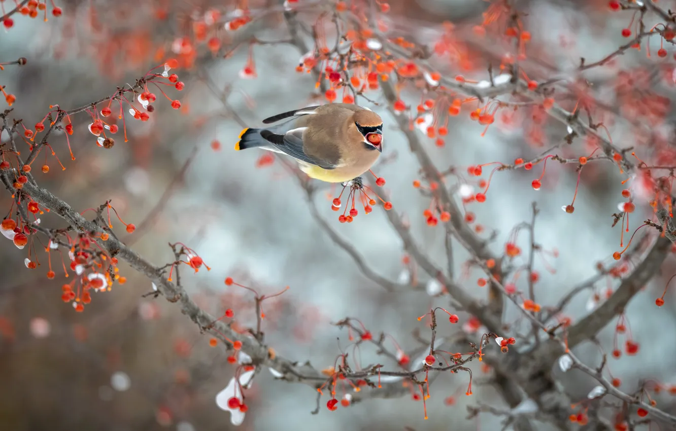 Photo wallpaper winter, snow, branches, pose, berries, background, tree, bird