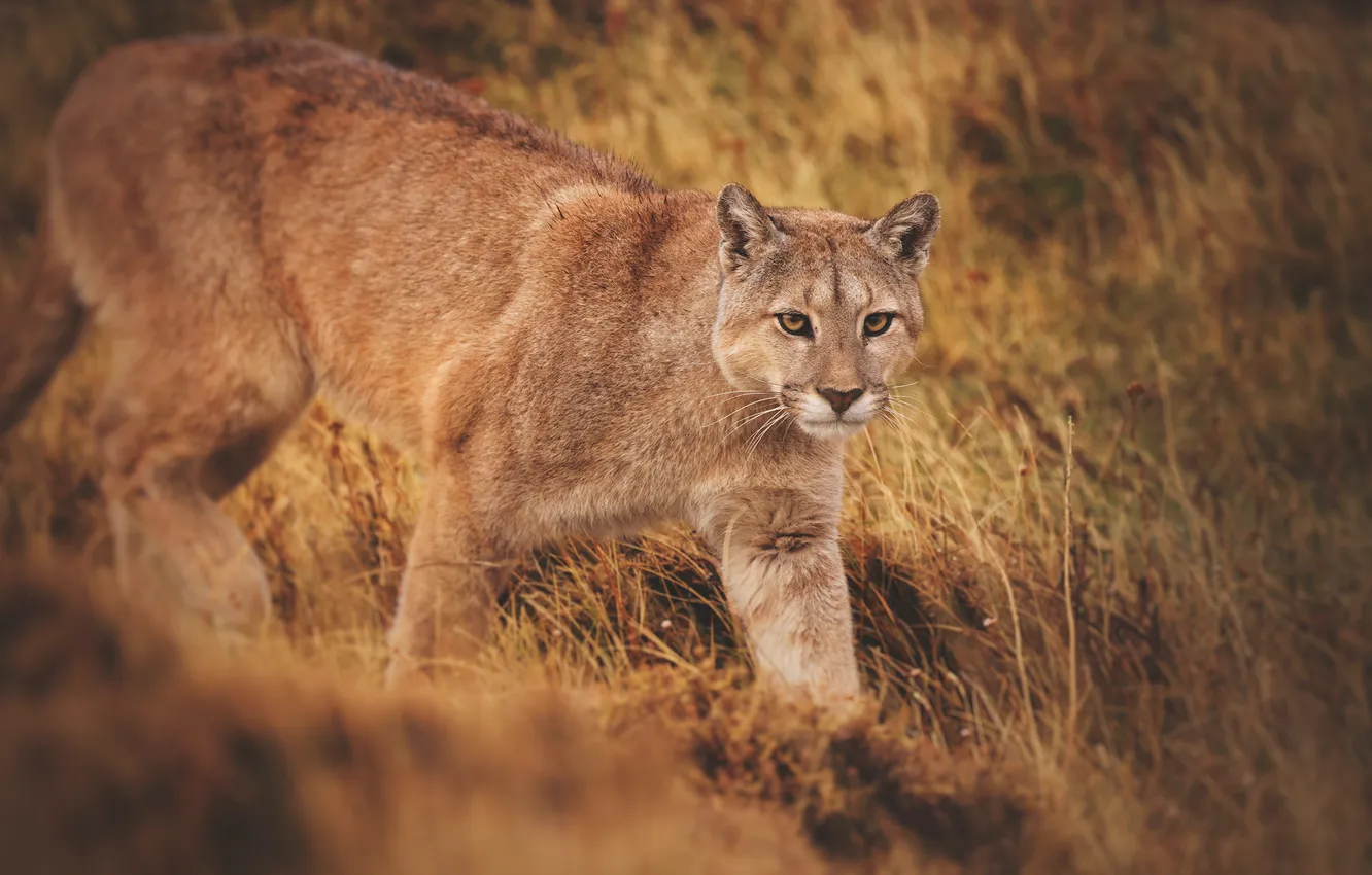 Photo wallpaper predator, Puma, wild cat, mountain lion, Cougar