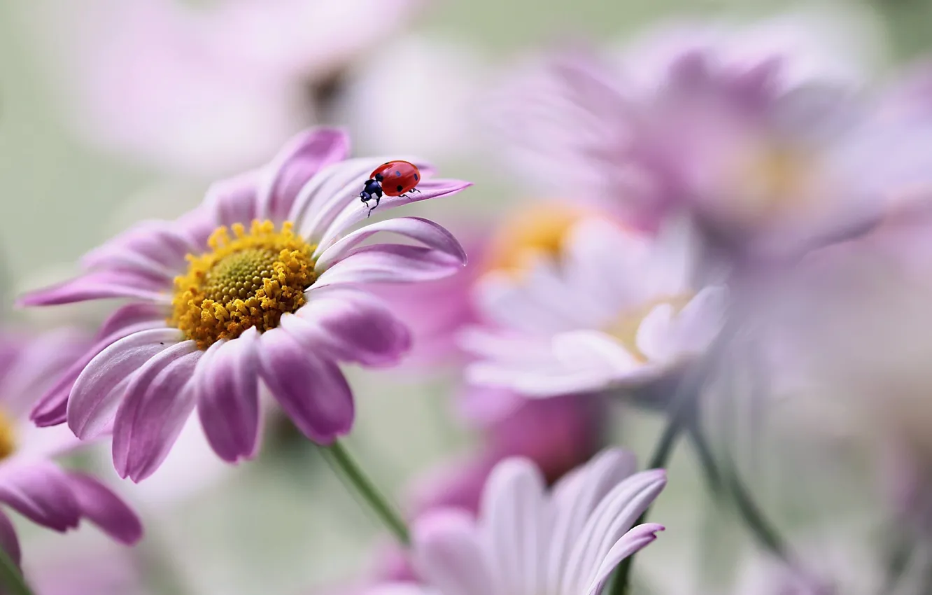 Photo wallpaper macro, flowers, nature, ladybug, beetle, Rina Barbieri