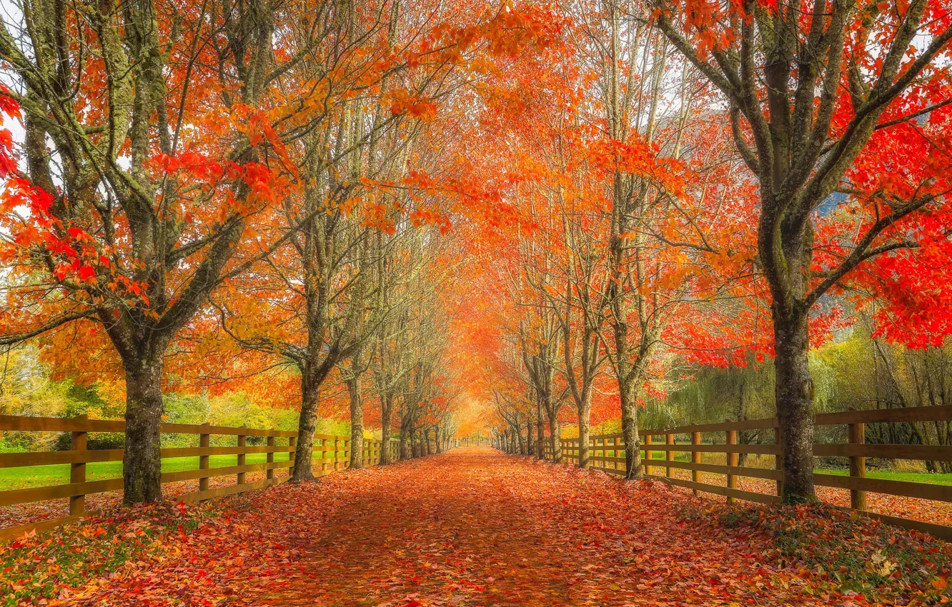 Photo wallpaper road, autumn, leaves, trees, the fence, alley, Washington, Washington