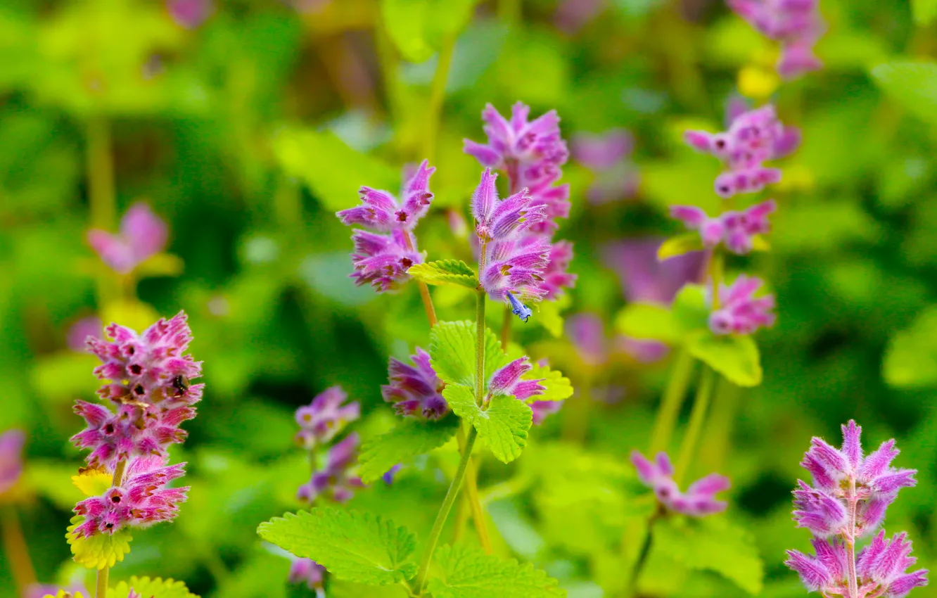 Photo wallpaper pink, blooming, Sage