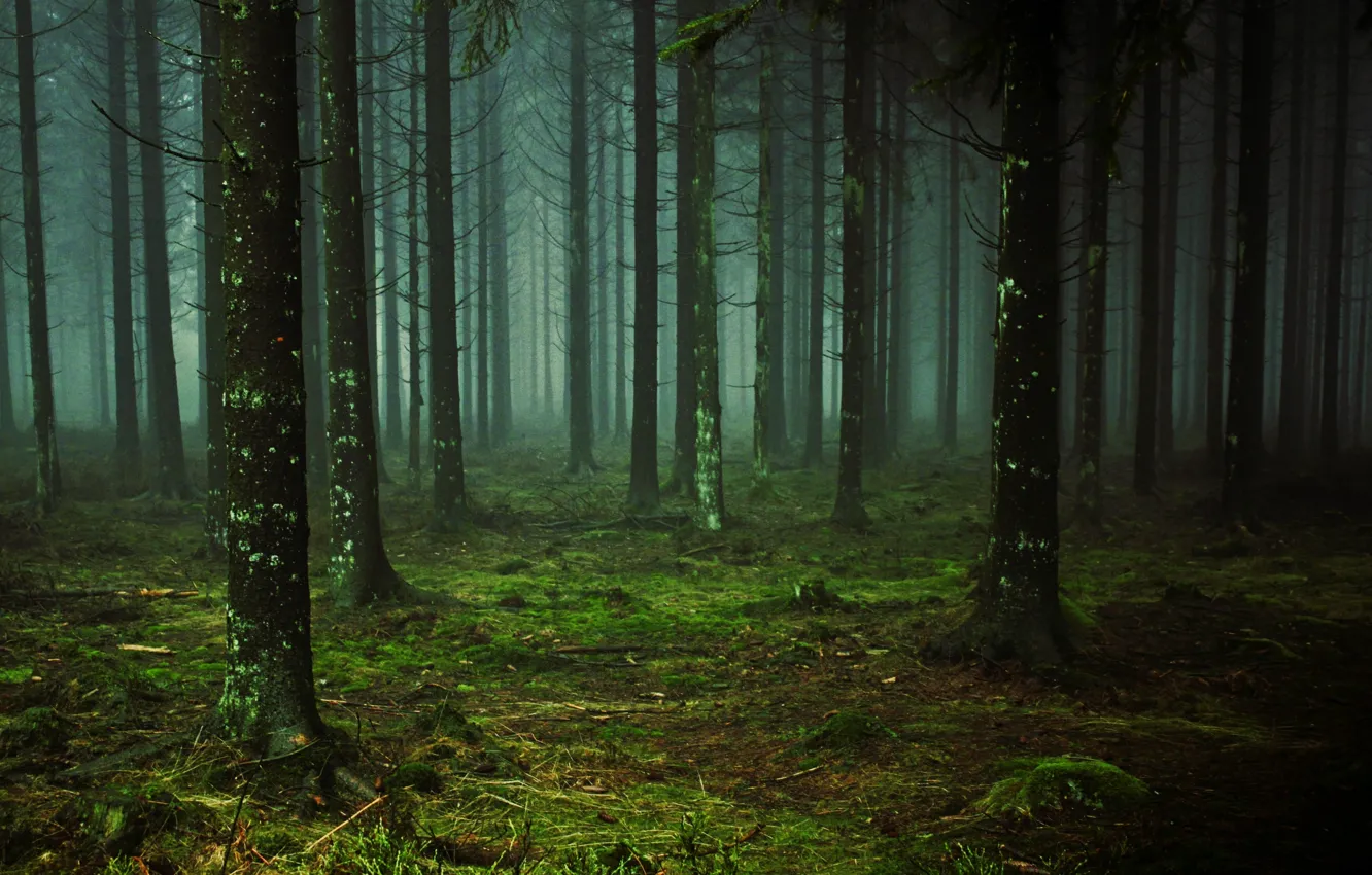Photo wallpaper forest, nature, tree, swamp