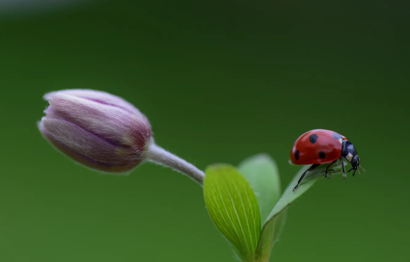 Photo wallpaper flowers, ladybug, insect