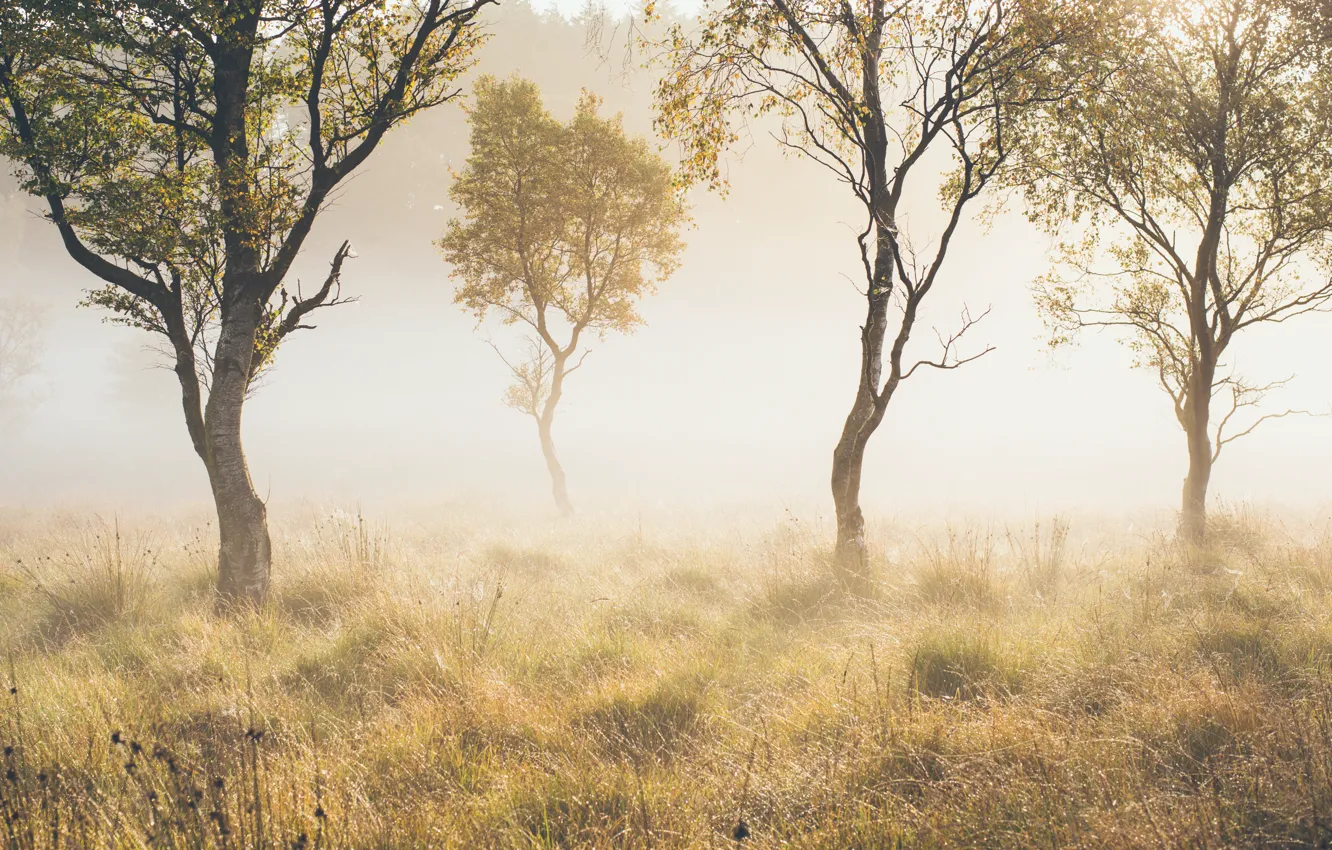 Photo wallpaper autumn, trees, fog