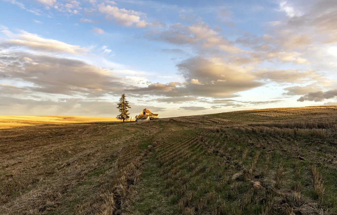 Photo wallpaper field, light, nature, house, tree, morning, Eastern Washington