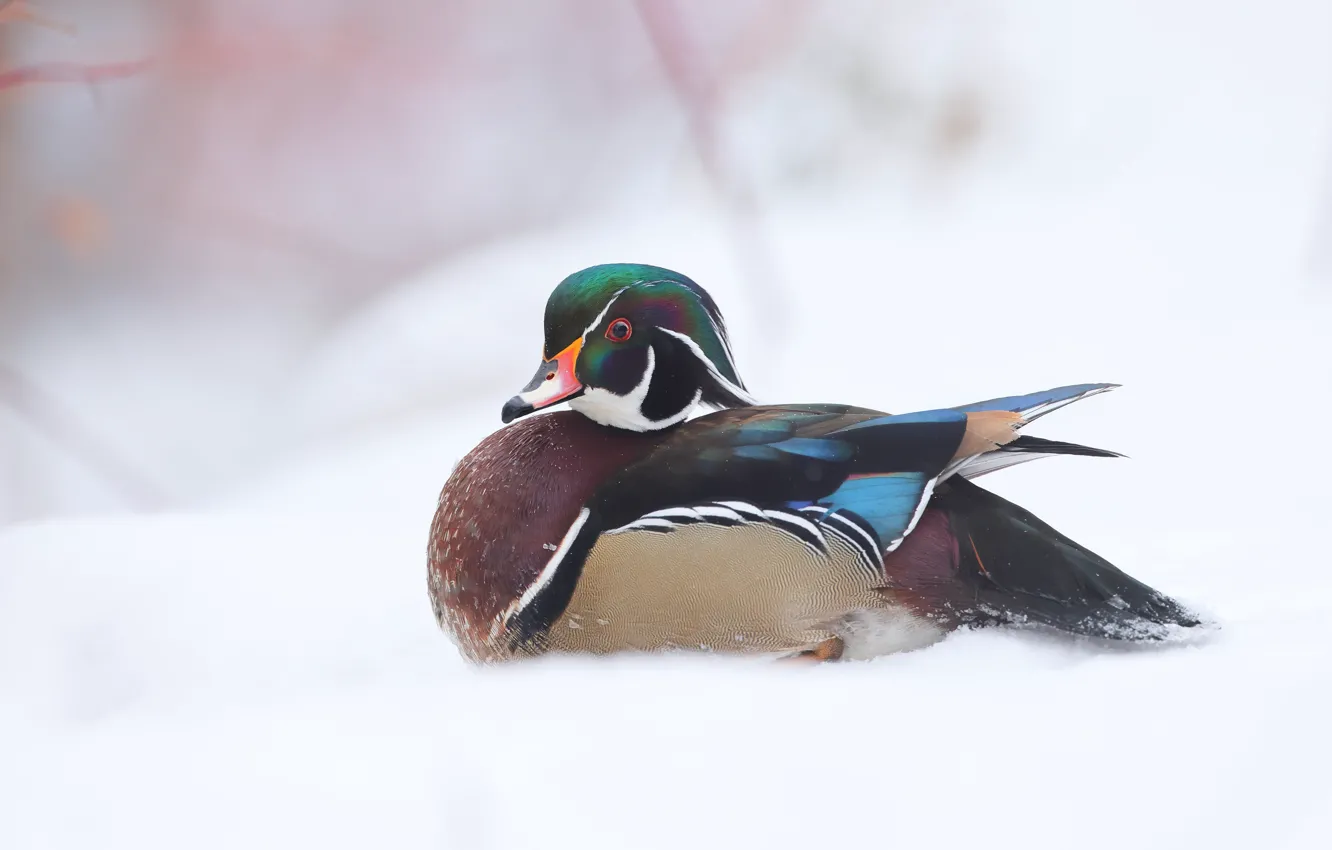 Photo wallpaper winter, snow, bird, duck, the snow, white background, bright plumage, wood duck