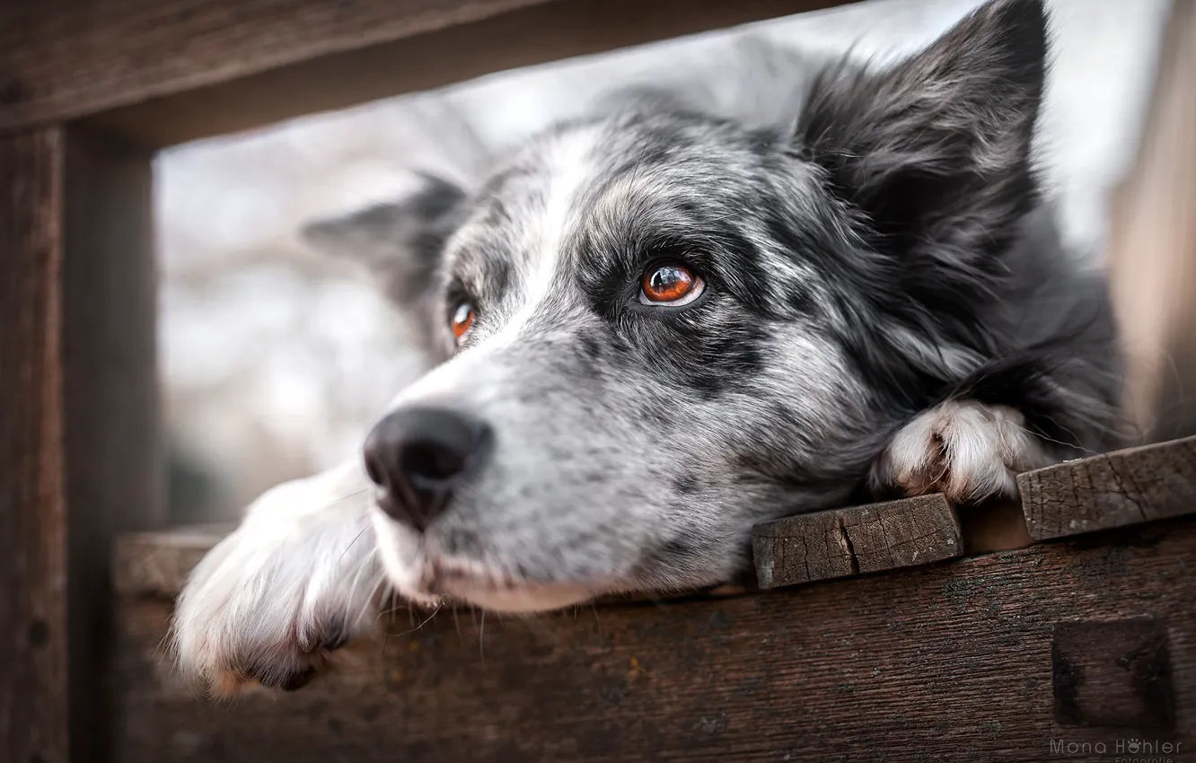 Photo wallpaper face, dog, Australian shepherd, Aussie