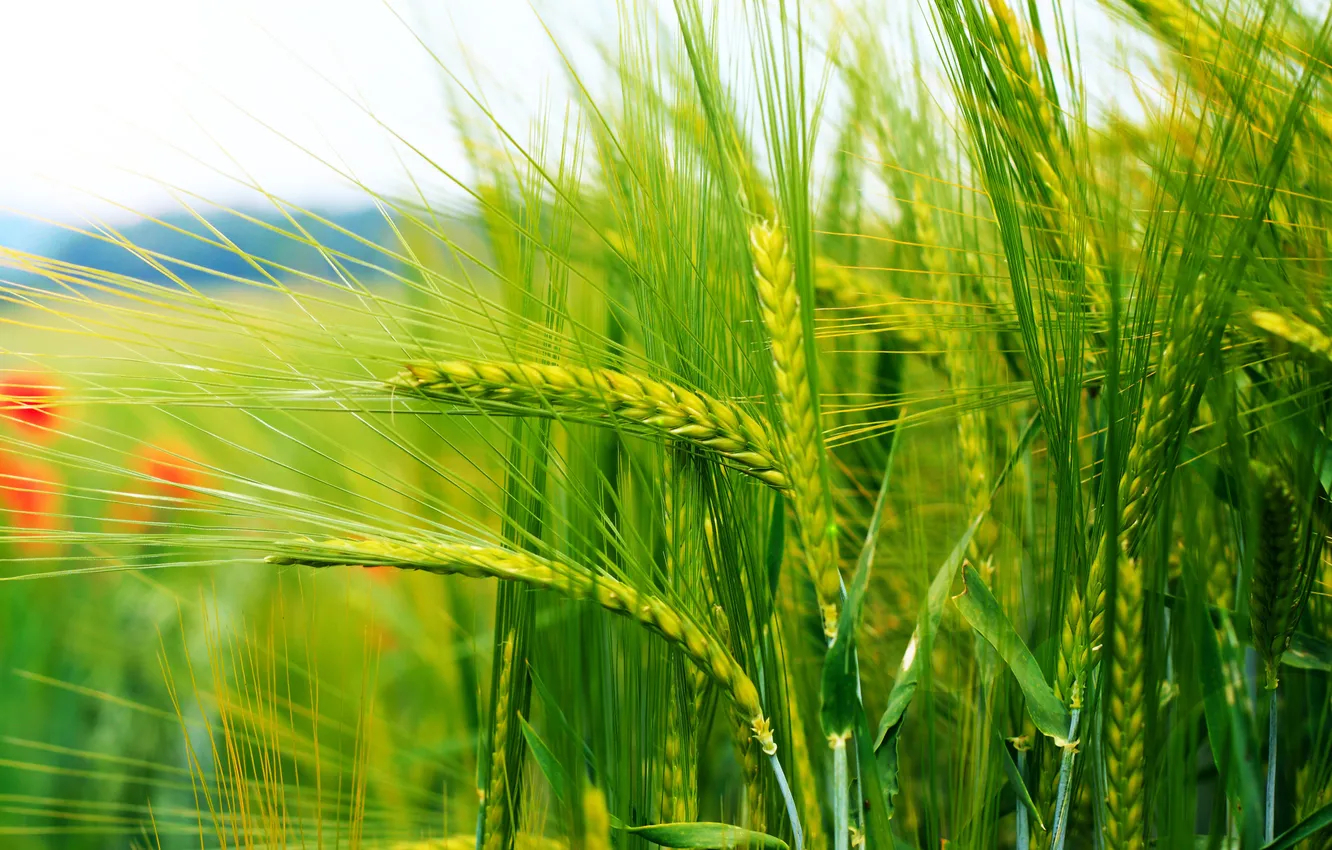 Photo wallpaper stem, ears, cereals, bokeh