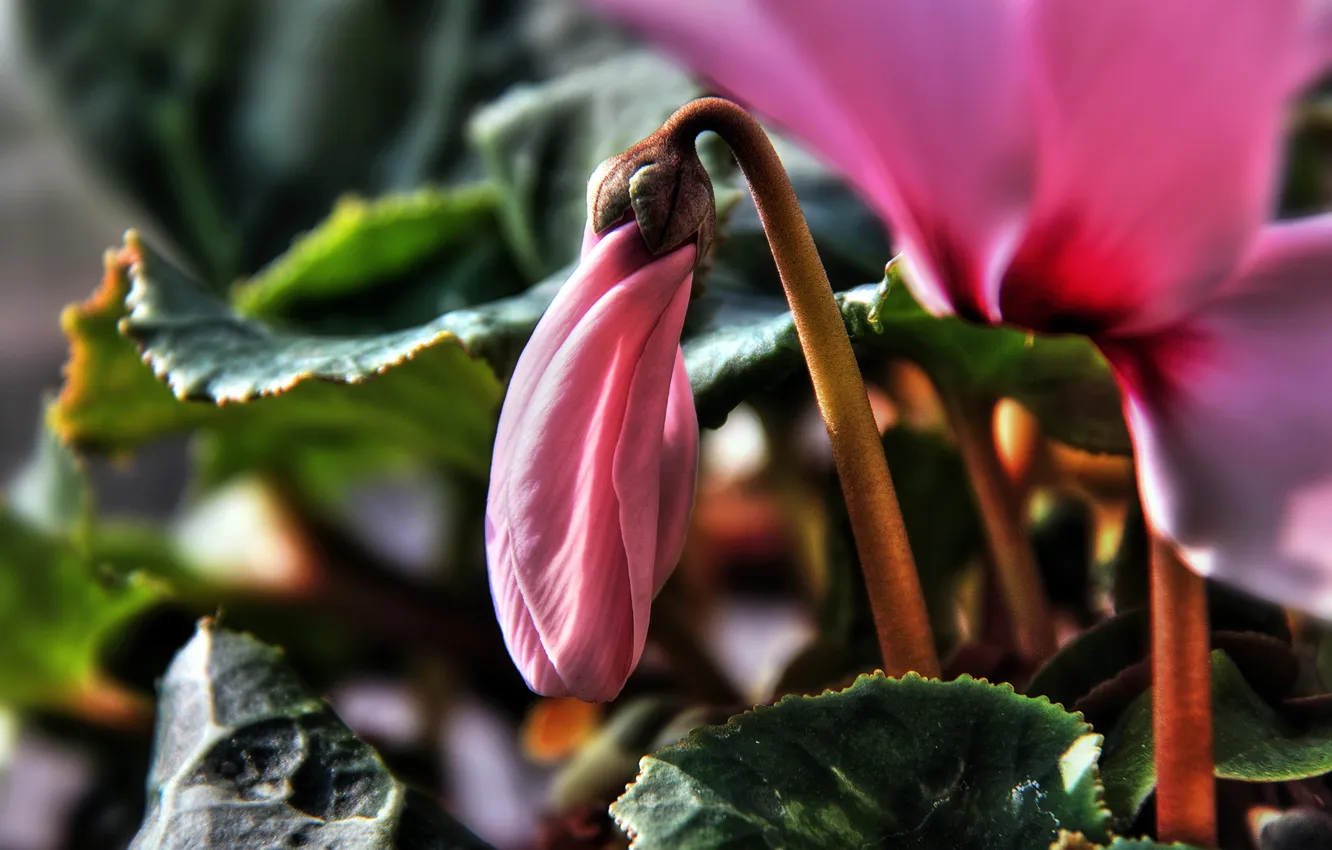 Photo wallpaper leaves, macro, pink, buds, cyclamen